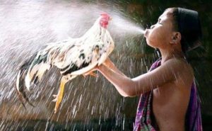 Cách làm nước rửa cho gà chọi đúng tiêu chuẩn từ chuyên gia